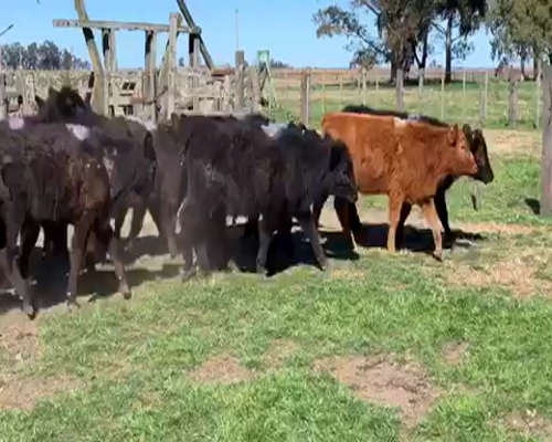 Lote 26 Terneros/as en Pila, Buenos Aires