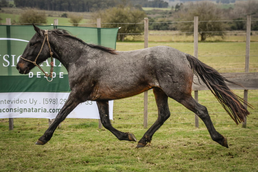 Lote CUERVO MOLLES