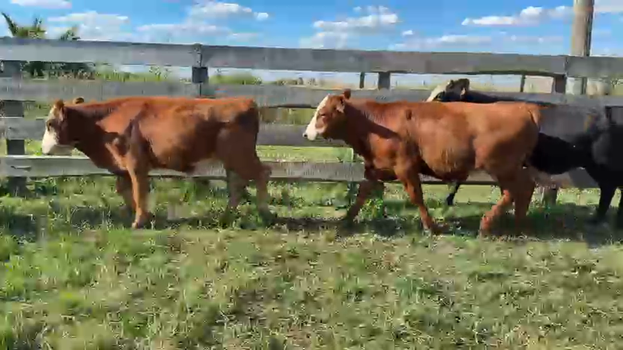 Lote NOVILLOS 1 a 2 AÑOS