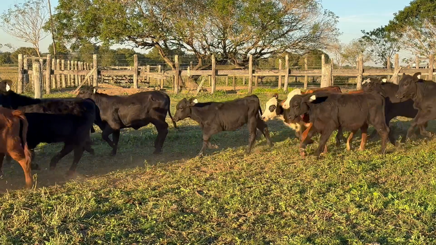 Lote 81 Terneras en Corrientes, San Cosme