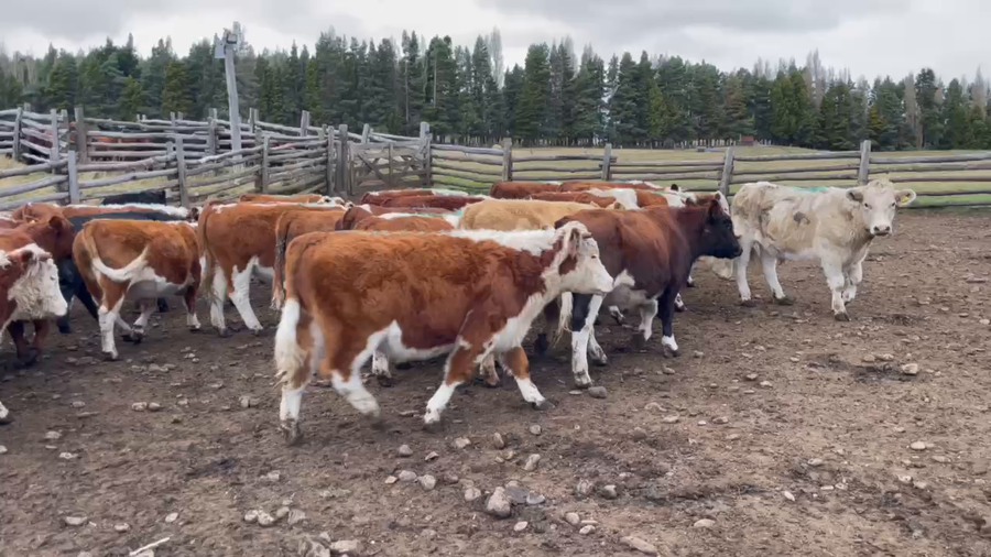 Lote 55 Novillo Engorda en Coyhaique, XI Región Aysén