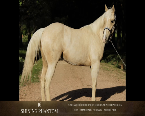 Lote Caballos a remate en 2da ESTA NOCHE BAYA, San José