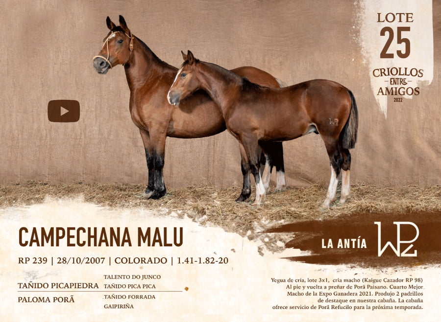 Lote CAMPECHANA MALU RP 239