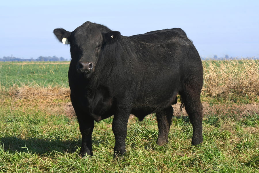 Lote RP 18555 - TOROS PP ELITE