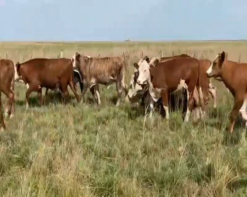 Lote 145 Novillos en Mercedes, Corrientes