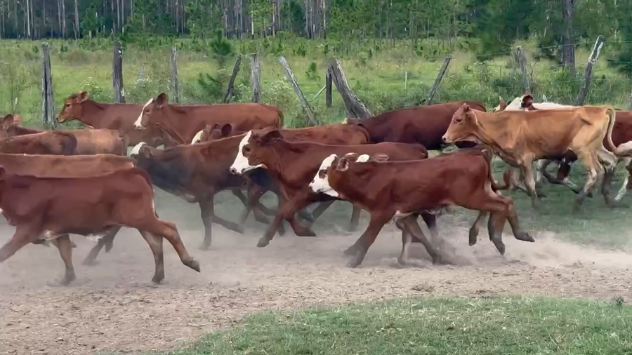 Lote 326 Terneros en Virasoro, Corrientes