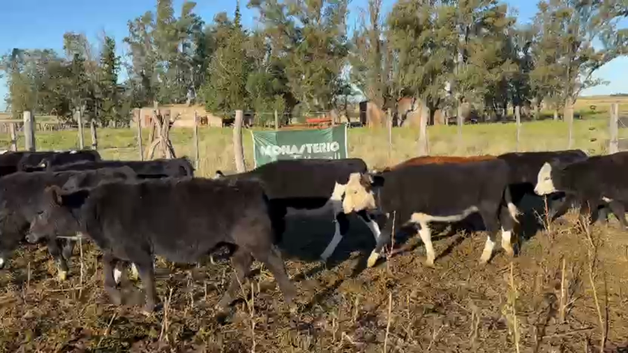 Lote 12 Terneros/as en La Pampa, Gral. Manuel Campos