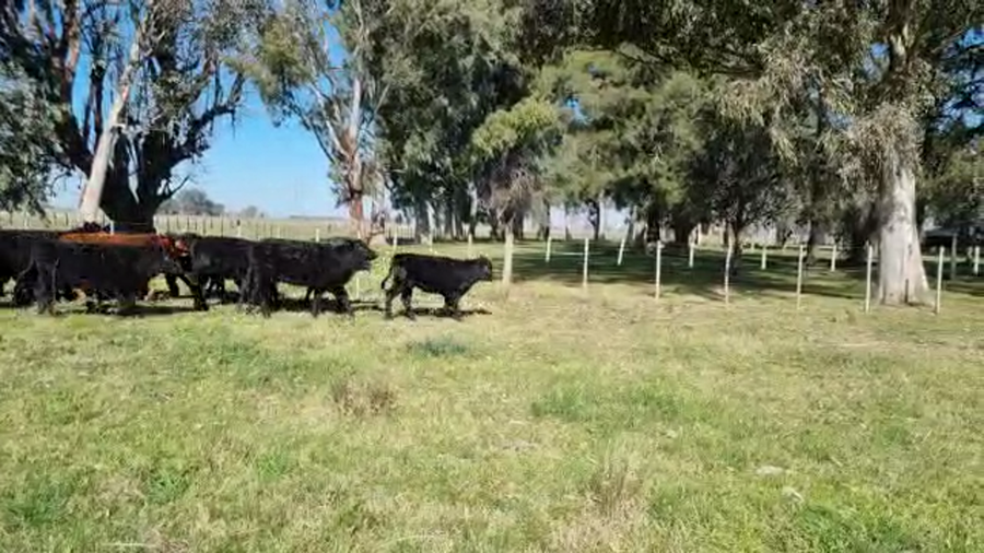 Lote 41 Terneras en Brandsen, Buenos Aires