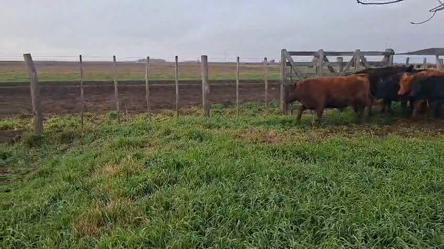 Lote 29 Terneras