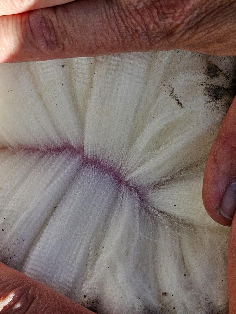 Lote Carneros a remate en Subasta Online - Nambi Guasu, Lavalleja