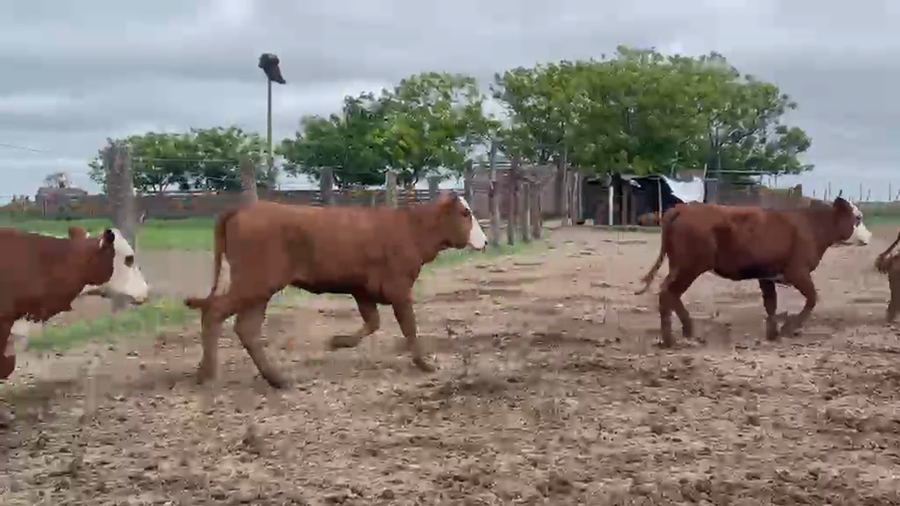 Lote 70 Terneras