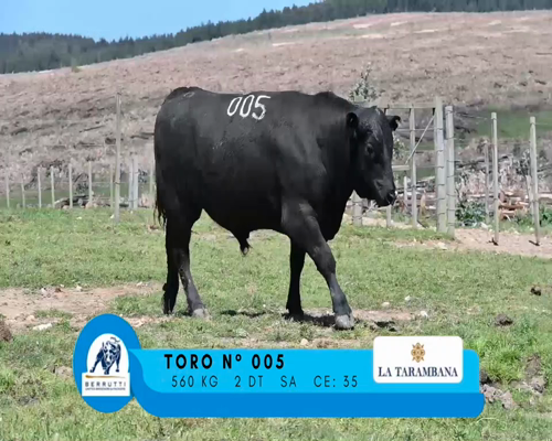 Lote TORO 005