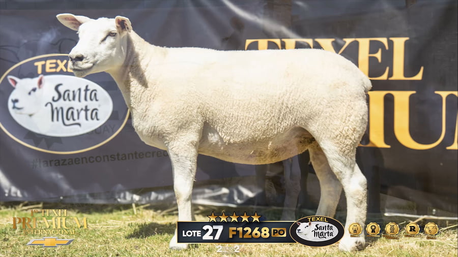 Lote Borregas a remate en 1º Texel Premium Internacional, Canelones