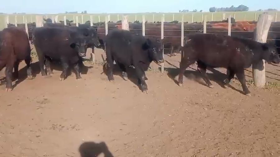 Lote 60 Novillitos y vaquillonas en Buenos Aires, Ayacucho