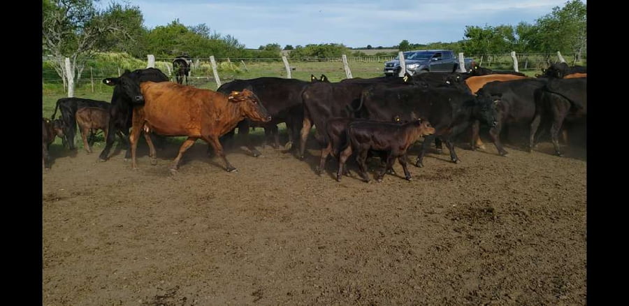 Lote 33 Vacas en Villaguay, Entre Ríos