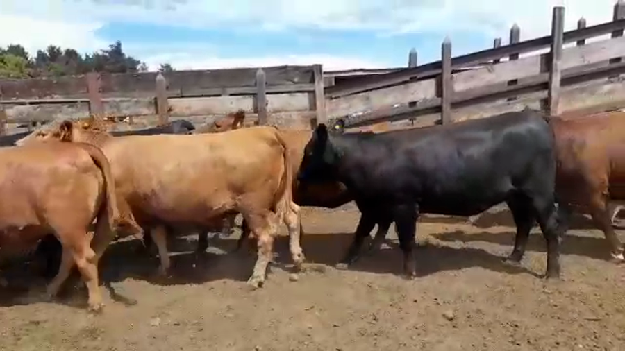 Lote 20 Vaquilla Gorda en Los Ángeles, VIII Región Biobío