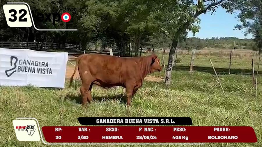 Lote LOTE 32