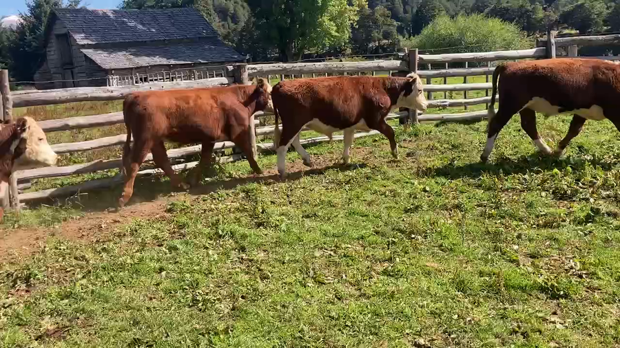 Lote 50 Novillo Engorda en Coyhaique, XI Región Aysén