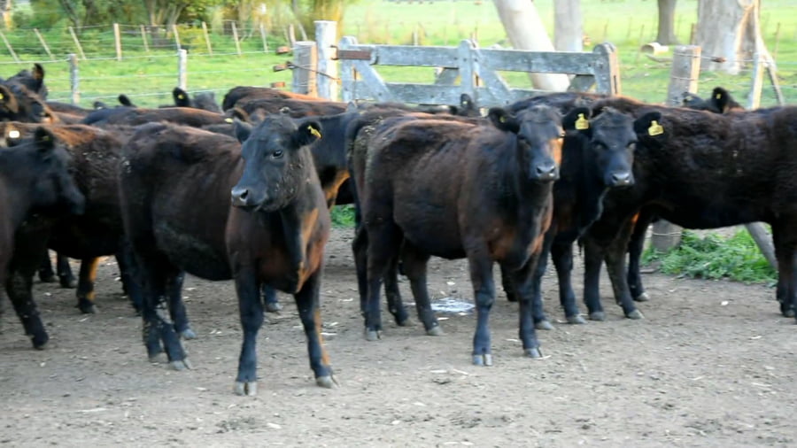 Lote Vaquillonas Mas para servicio