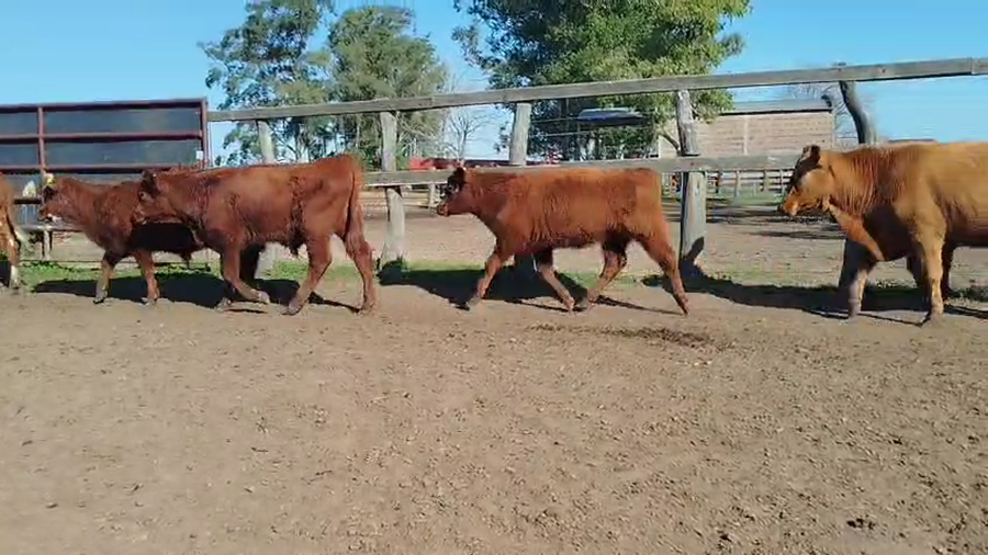 Lote 70 Terneros/as en Corrientes, Curuzu Cuatia