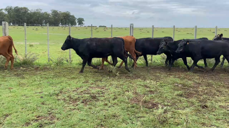 Lote 121 Vaquillonas 1 a 2 años en Treinta y Tres