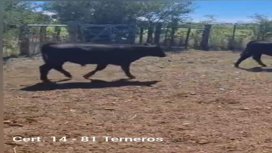 Lote TERNEROS