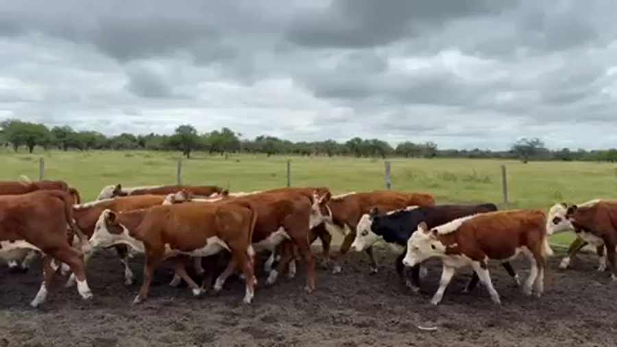 Lote 26 Terneros/as en Villaguay, Entre Ríos