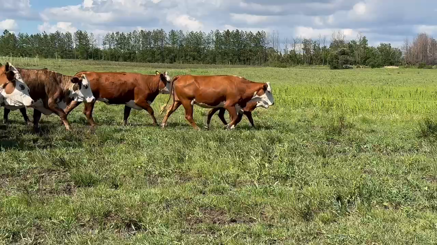 Lote 38 Vacas nuevas C/ cria en San José, Entre Ríos