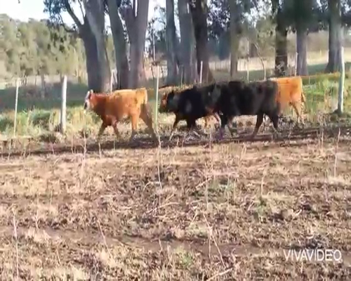 Lote 34 Terneras en Brandsen, Buenos Aires