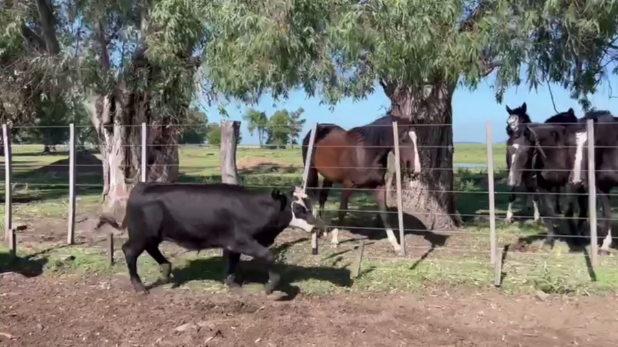 Lote 45 TERNS MACHOS Y HEMBRAS, CARLOS CASARES, PCIA. DE BS. AS.