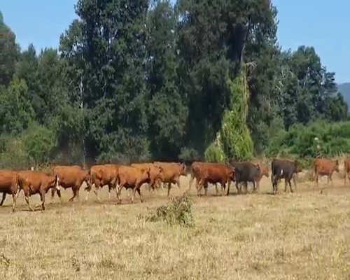 Lote 60 Novillo Engorda en Los Lagos, XIV Región Los Ríos