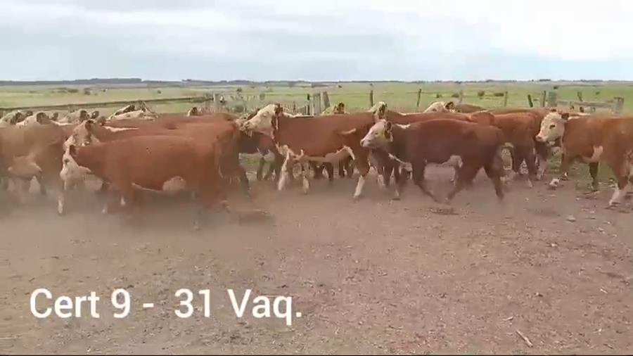 Lote VAQUILLONAS DE 1 A 2