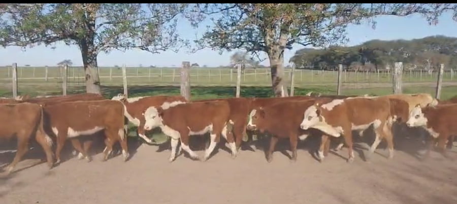 Lote 84 Terneros/as en Corrientes, Curuzu Cuatia