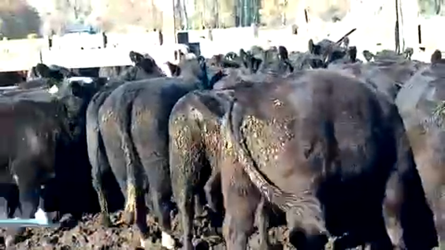 Lote 22 Vaquilla Engorda en Río Bueno, XIV Región Los Ríos