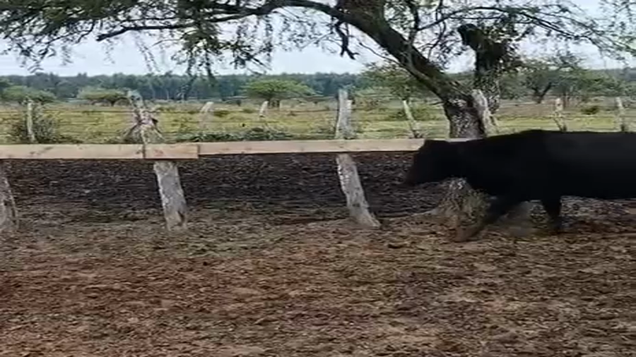 Lote 25 Vaquillonas preñadas en Corrientes, Mocoretá