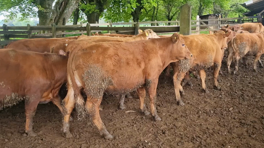 Lote 52 Novillo Engorda en Gorbea, IX Región Araucanía