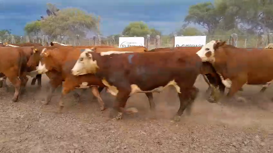 Lote 35 Novillos exportación