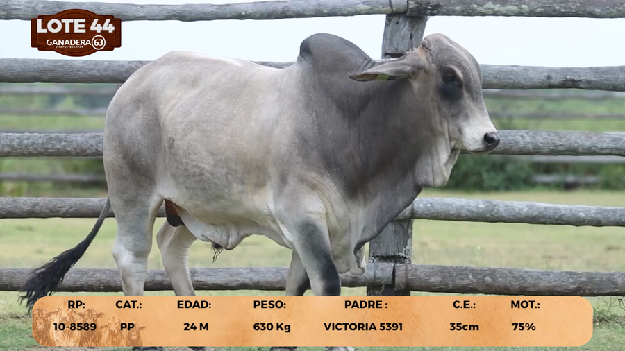 Lote LOTE 44