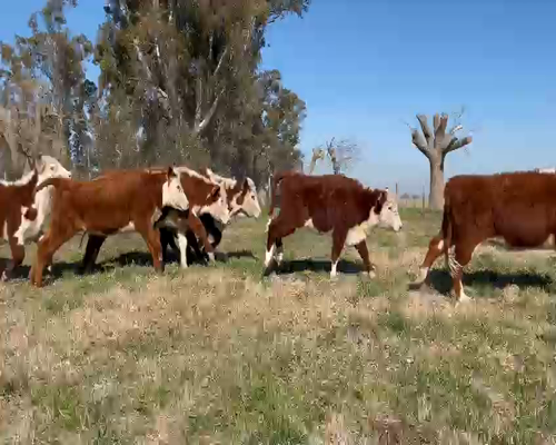 Lote 54 NOVILLITOS/VAQUILLONAS DE 280 KG, EN NAVARRO, PBA.-