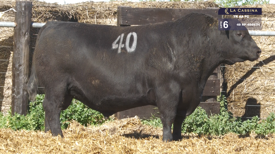 Lote TOROS ANGUS PURO CONTROLADO