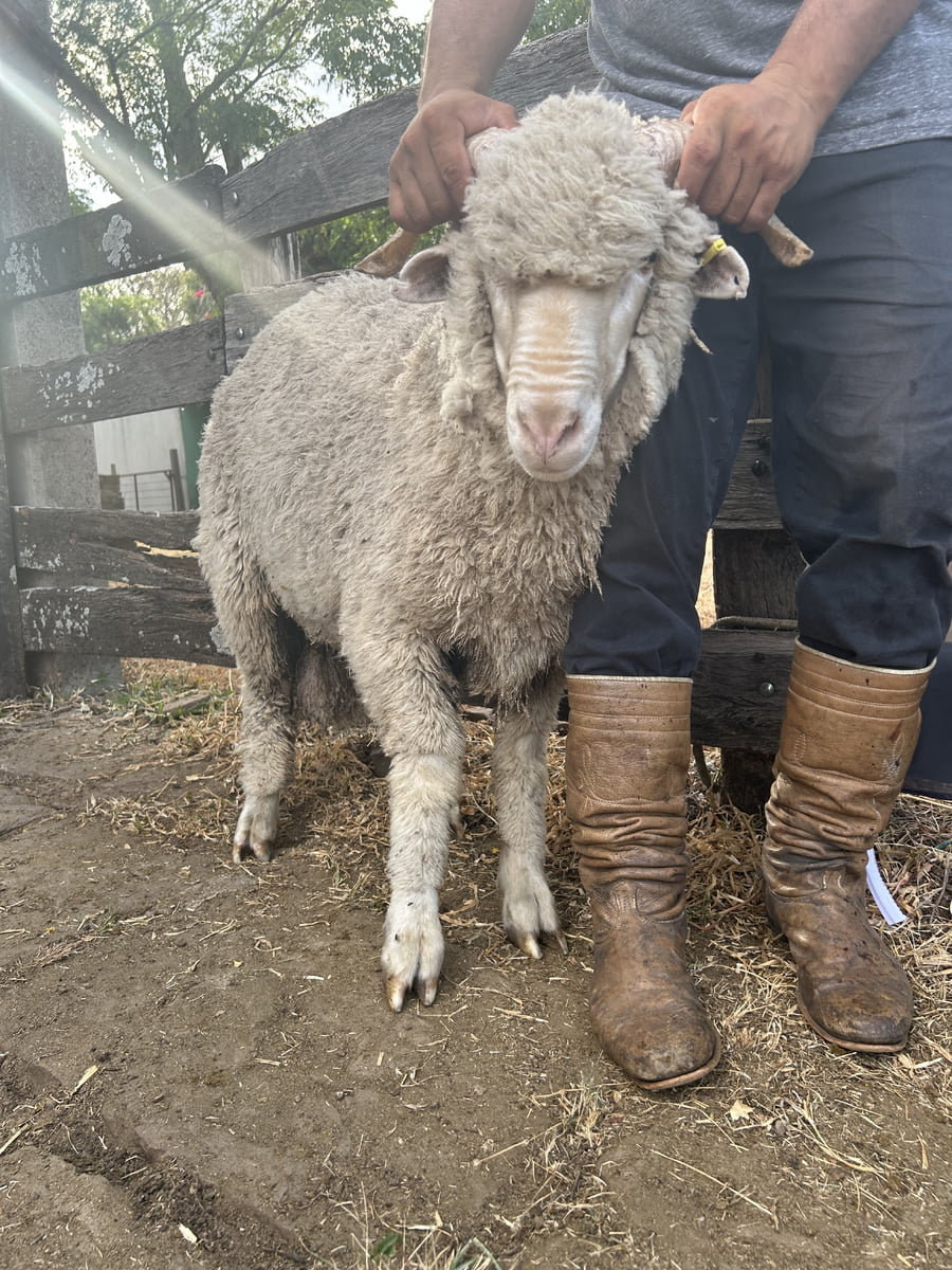 Lote Borrego 2D (MO: Si)