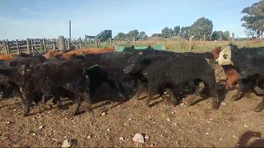 Lote 65 Terneros
