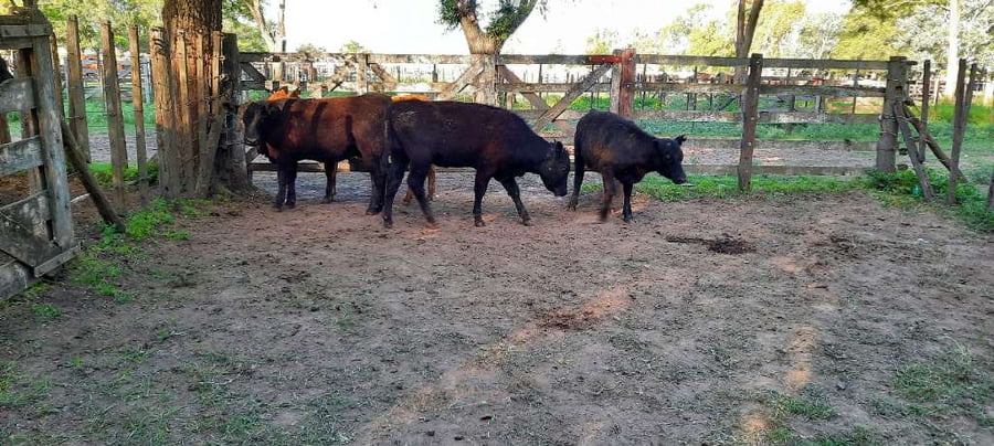 Lote 4 Terneras en Gral. Lamadrid, Buenos Aires