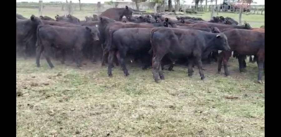 Lote 60 Terneros en Villaguay, Entre Ríos