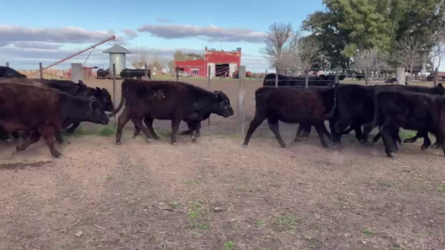 Lote 60 TERNS. HEMBRAS, TANDIL, BS. AS.