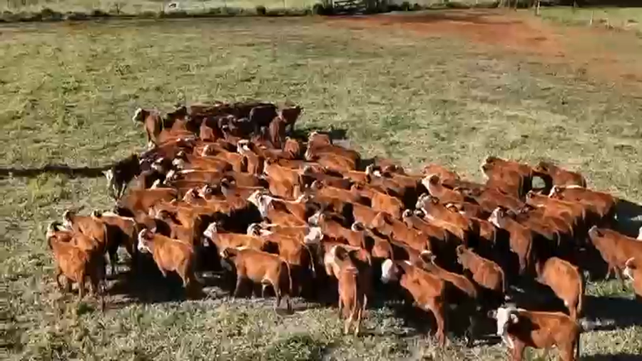 Lote 115 Terneros en Corrientes, Virasoro