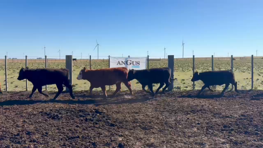Lote 72 Terneros/as