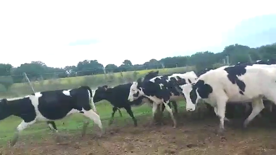 Lote 33 terneras holando