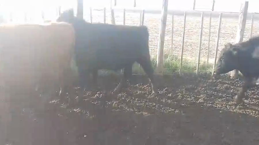 Lote 54 Novillos
