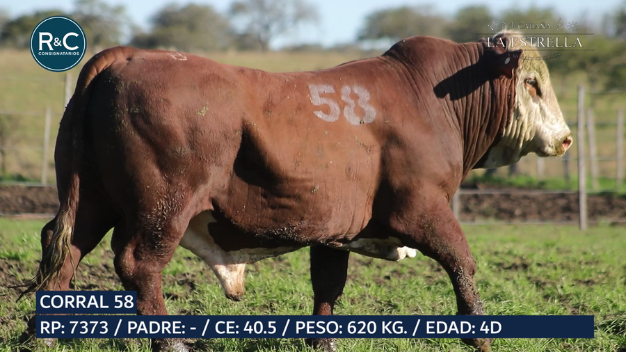 Lote Toro Braford